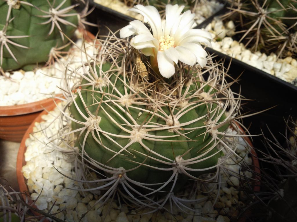 Gymnocalycium castellanosii